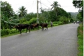 Auch Khe benutzen die Carretera Touristica