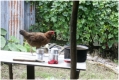 Das Huhn hilft beim Geschirr splen